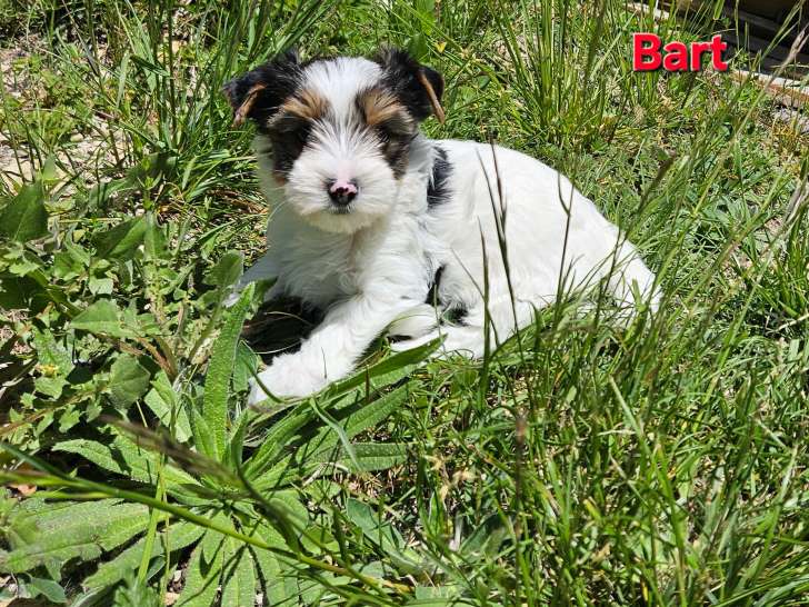 Chiots de type Biewer Yorkshire à vendre (1 femelle & 2 mâles)