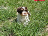 Chiots de type Biewer Yorkshire à vendre (1 femelle & 2 mâles)
