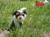 Chiots de type Biewer Yorkshire à vendre (1 femelle & 2 mâles)