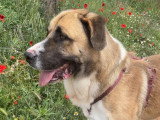 Ruso, tendre Mastin au cœur immense à adopter en association