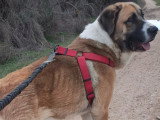 Ruso, tendre Mastin au cœur immense à adopter en association