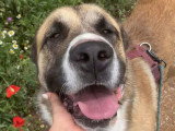 Ruso, tendre Mastin au cœur immense à adopter en association