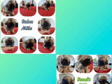8 chiots Épagneul Tibétain non LOF à réserver nés en mars 2026