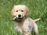 3 chiots Golden Retriever sable LOF nés février 2026 à vendre