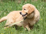 3 chiots Golden Retriever sable LOF nés février 2026 à vendre