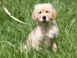 3 chiots Golden Retriever sable LOF nés février 2026 à vendre