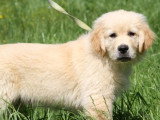 3 chiots Golden Retriever sable LOF nés février 2026 à vendre