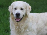 3 chiots Golden Retriever sable LOF nés février 2026 à vendre