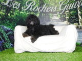 3 chiots mâles Shih-Poo non LOF nés en janvier 2026 à vendre