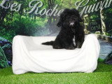 3 chiots mâles Shih-Poo non LOF nés en janvier 2026 à vendre