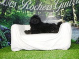 3 chiots mâles Shih-Poo non LOF nés en janvier 2026 à vendre