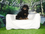 3 chiots mâles Shih-Poo non LOF nés en janvier 2026 à vendre