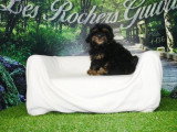 3 chiots mâles Shih-Poo non LOF nés en janvier 2026 à vendre