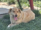 Blonda, douce chienne à adopter en association
