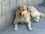 Blonda, douce chienne à adopter en association