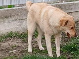 Blonda, douce chienne à adopter en association
