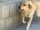 Blonda, douce chienne à adopter en association