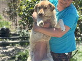 Blonda, douce chienne à adopter en association