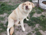 Blonda, douce chienne à adopter en association