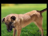 En attente d'adoption : chienne au pelage fauve charbonné d'un an