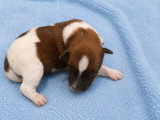 Chiots Fox Terrier à poil lisse à vendre