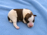 Chiots Fox Terrier à poil lisse à vendre
