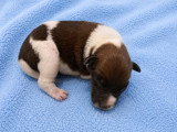 Chiots Fox Terrier à poil lisse à vendre