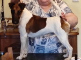 Fox Terrier à Poil Lisse mâle Sergio du Castel des Prés en présentation statique