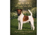 Fox Terrier à Poil Lisse -Sergio du Castel des Prés - Sergio du Castel des Prés — L’élégance d’un reproducteur d’exception
