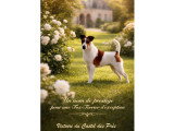 Victoire du Castel des Prés - Fox Terrier - L’élégance d’une lignée d’exception