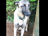 À adopter : chien Berger Malinois fauve charbonné d'un an