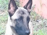 À adopter : chien Berger Malinois fauve charbonné d'un an