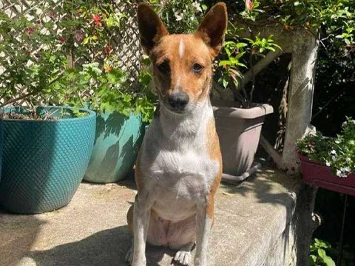 À accueillir : chienne au pelage tricolore de 4 ans