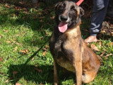 En quête d'un foyer : chienne Berger Malinois marron de 3 ans