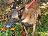 En quête d'un foyer : chienne Berger Malinois marron de 3 ans