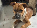 Disponible à l'adoption : chien Boxer marron et blanc d'un an