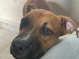 Disponible à l'adoption : chien Boxer marron et blanc d'un an
