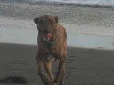 À la recherche d'une famille : chien au pelage bringé de 3 ans