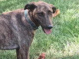 À la recherche d'une famille : chien au pelage bringé de 3 ans