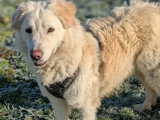 À la recherche d'une famille : chien blanc au pelage long de 2 ans