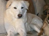 À la recherche d'une famille : chien blanc au pelage long de 2 ans