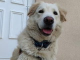 À la recherche d'une famille : chien blanc de 2 ans