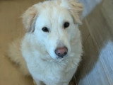 À la recherche d'une famille : chien blanc de 2 ans