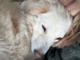 À la recherche d'une famille : chien blanc de 2 ans