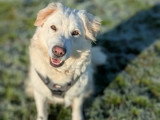 À la recherche d'une famille : chien blanc de 2 ans