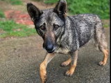 En quête d'un foyer : chienne de 9 ans au pelage mi-long