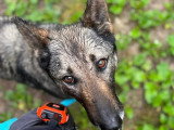 En quête d'un foyer : chienne de 9 ans au pelage mi-long