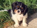 Chiot Cavalier King Charles à vendre