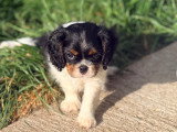 Chiot Cavalier King Charles à vendre
