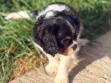 Chiot Cavalier King Charles à vendre